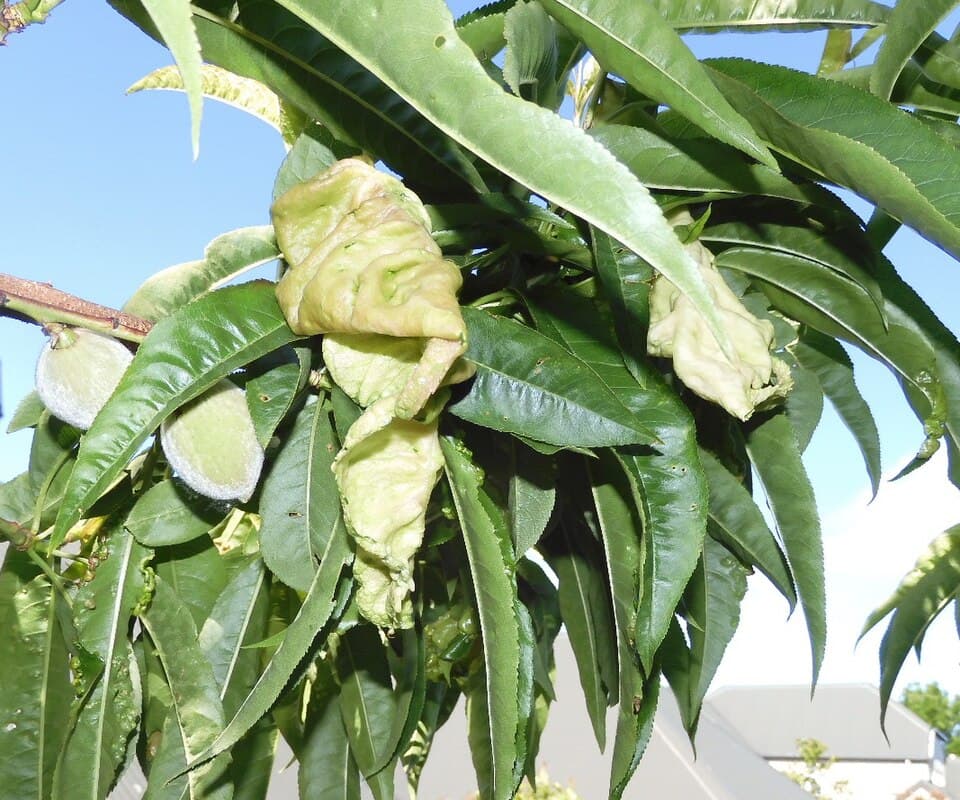hojas enrolladas en una planta