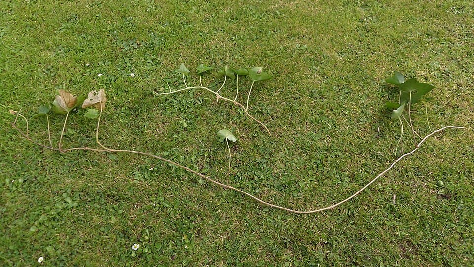 vergeilte Triebe an einer Pflanze