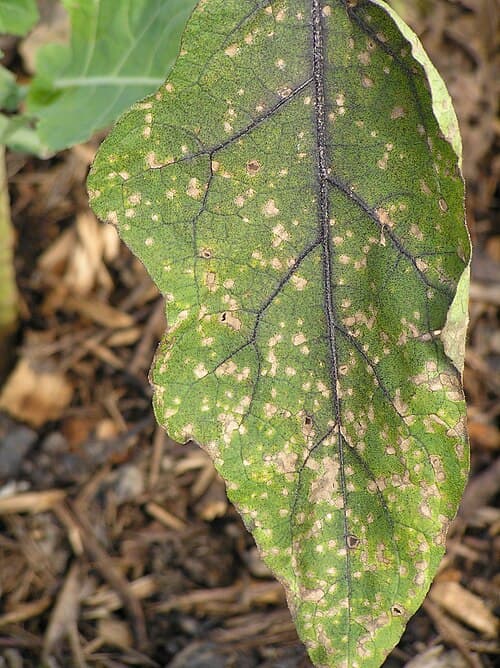 Black Rash Plant What are these dark spots on my Eelgrass? Causes and fixes