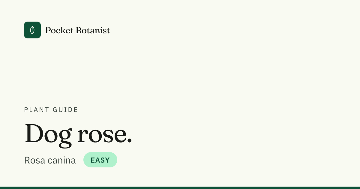 Why is my Rosa canina losing its leaves? Causes and fixes