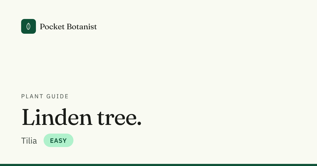 Linden tree: yellow leaves, causes and fixes